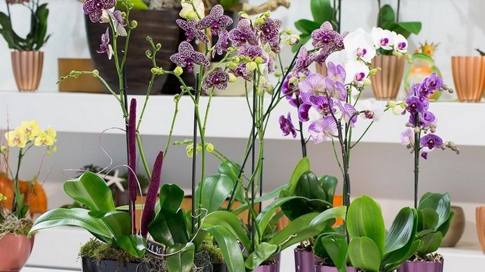 Как размножать орхидеи методом деления куста