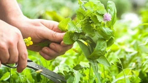 Она замотала банку в марлю, чтобы получить самый ценный продукт…