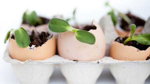 Как сделать удобрения для цветов из яичной скорлупы: лайфхаки