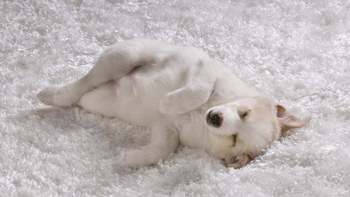 Как собрать шерсть с ковра: сложно, но возможно