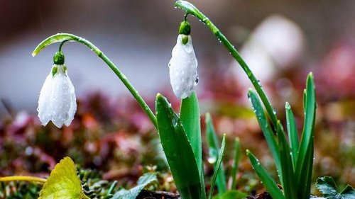 20 марта: какой сегодня праздник, приметы дня и что нельзя делать