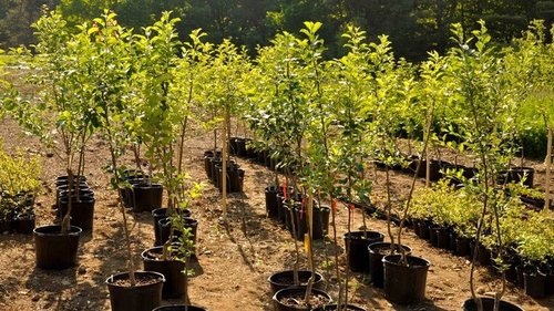 Как поступать с плодовыми деревьями весной