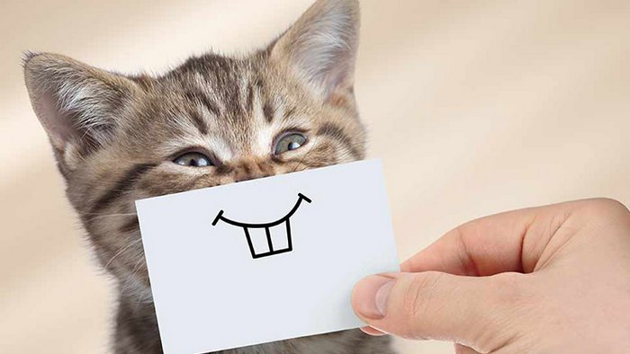 Как сделать кота счастливым