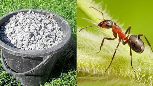 Как забыть о муравьях на даче
