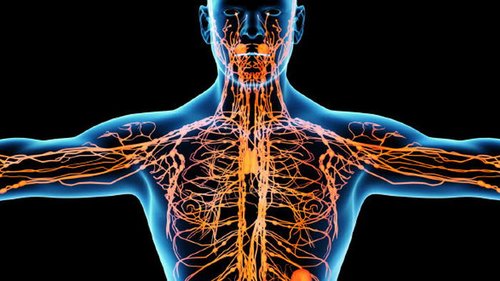 10 простых способов очищения лимфатической системы. Только натуральные средства!