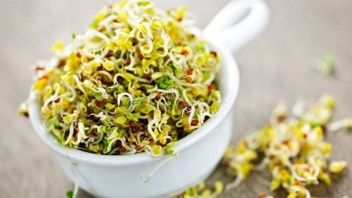 Как обстоятельно подойти к проращиванию семян