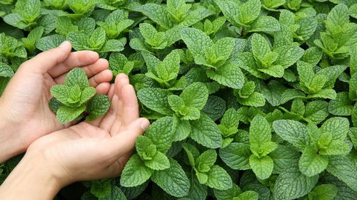 Врачи объяснили, как мята влияет на здоровье человека