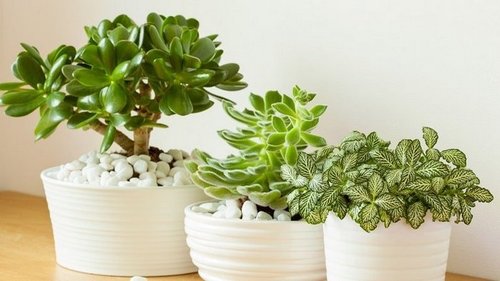 Правила размещения денежного дерева в доме