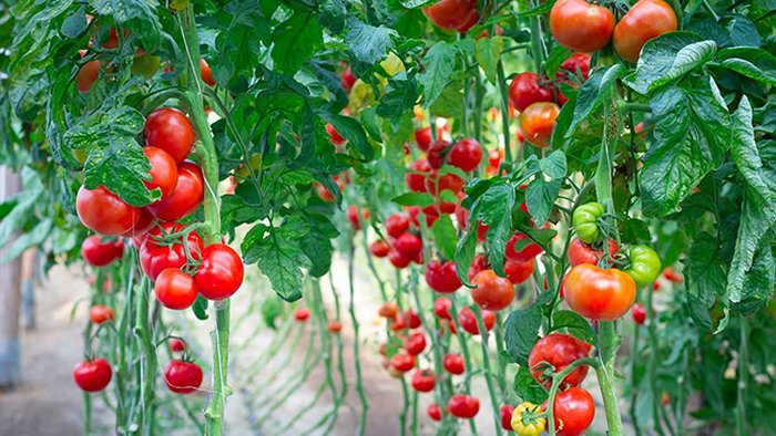 Почему не стоит пасынковать помидоры