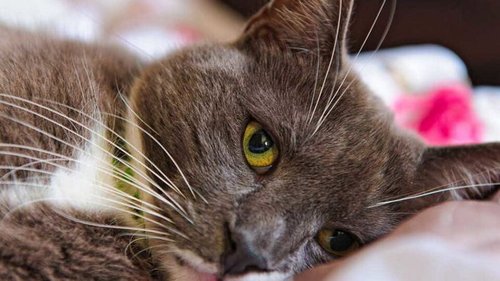 Скучают ли кошки в отсутствие хозяев: научный ответ