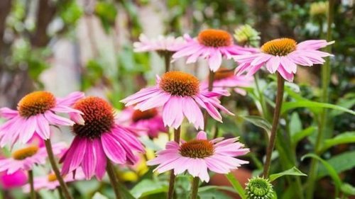 Что высадить в саду, чтобы клещи забыли туда дорогу