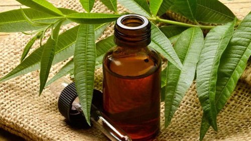 Масло чайного дерева: польза и применение