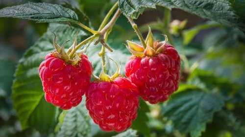 Как сохранить малину свежей до следующего урожая