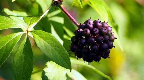 Элеутерококк — сокровище за копейки