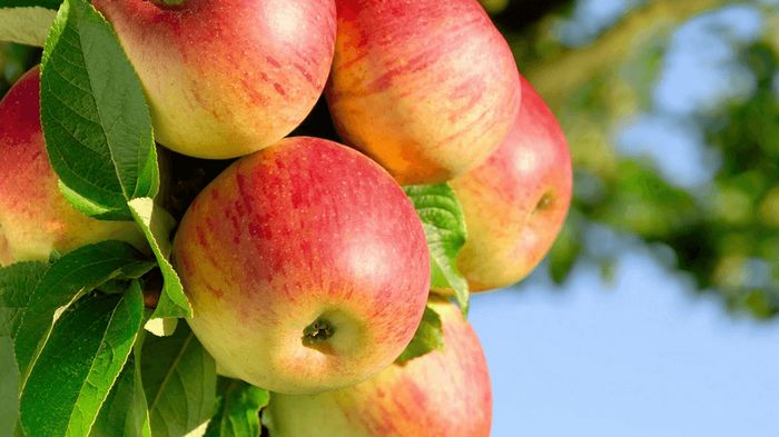 Правила выбора саженцев яблони