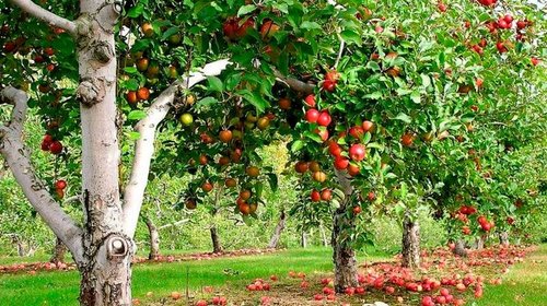 Правила выбора саженцев яблони