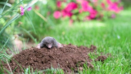 Нет сил бороться с кротовыми норками, сосед по даче Василий спешит на помощь