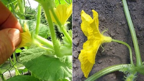 Бравый сосед подсказал, как избежать пустоцветов на огурцах