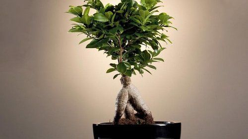 Взрослый фикус после зимы облысел, подкормила и любуюсь свежими листиками