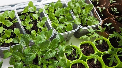 Чем поливать рассаду, чтобы росла богатырской