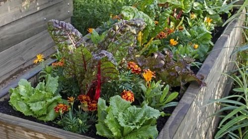 Сажаю в мрачном уголке сада, куда не попадает солнце, серебристое растение удивительной красоты