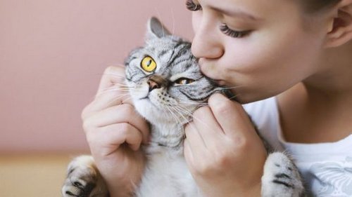 О чём горько жалеют владельцы гордых британских кошек