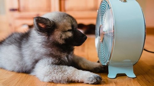 Как спастись от жары, если нет кондиционера: 10 лайфхаков