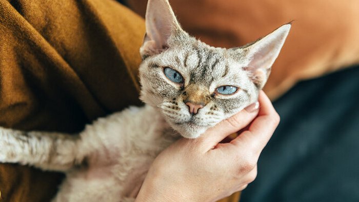 Если очень хочется, но нельзя: 5 самых гипоаллергенных пород кошек