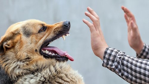 Бешенство: что нужно знать каждому