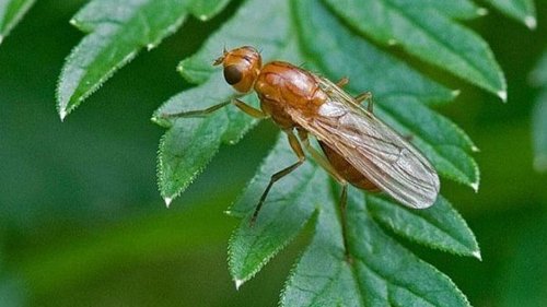 Как бороться с морковной мухой, чтобы спасти урожай