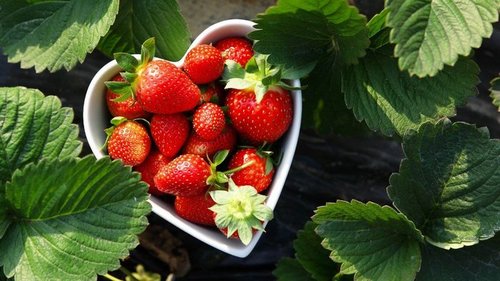 Каждый год заготавливаю клубнику таким методом, лето зиму кормит