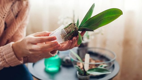 Молодая красавица расскажет, какие комнатные растения можно пересаживать летом