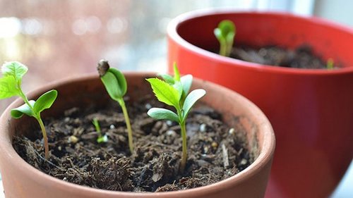 Вырастить черешню из косточки – это возможно