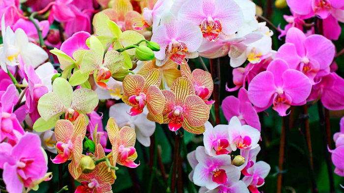 Орхидеи цветут как бешенные. А все благодаря необычному поливу