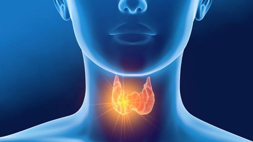 Перечень самых полезных продуктов для щитовидной железы