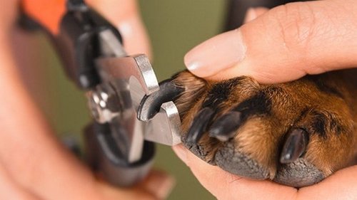 Если не даётся: как подстричь собаке когти и чем?