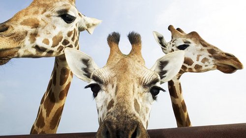 14 идей для свидания с собственным мужчиной