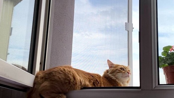 Кошки и открытые окна: как защитить питомца в летнюю жару