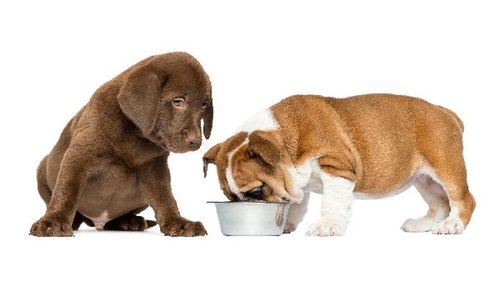 Особенности выбора консервов для собак