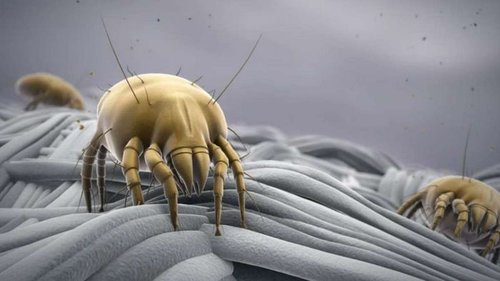 Как избавиться от пылевых клещей в доме