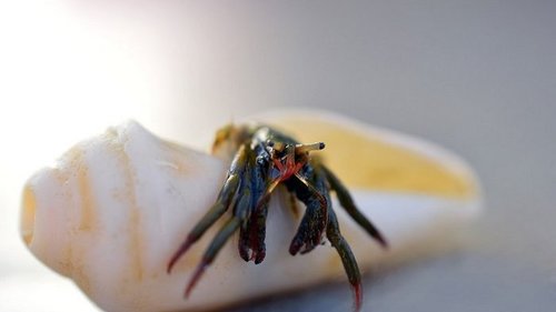 У кого какая заноза в пятой точке по знаку зодиака