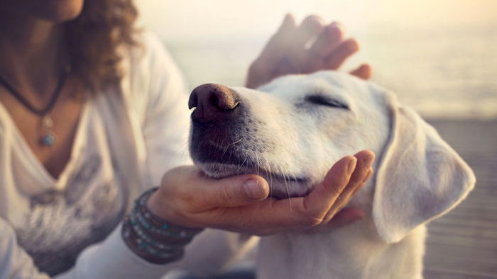 Как понять, что ваша собака действительно вас преданно любит?