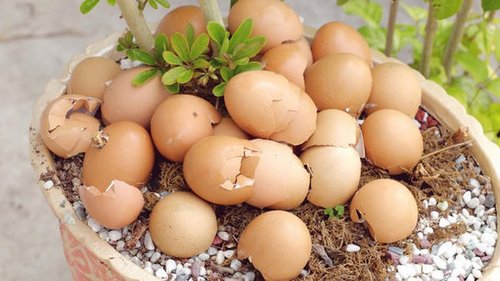 Не только скорлупа: 7 отходов с кухни, которыми можно подкармливать растения