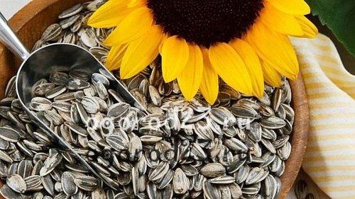 От инсульта, инфаркта и болезней глаз: чем полезны семечки подсолнуха?
