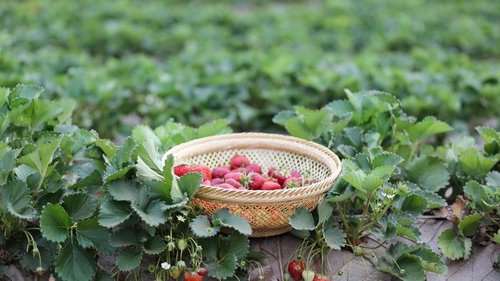 Как и когда рассаживать клубнику: усы и деление кустов