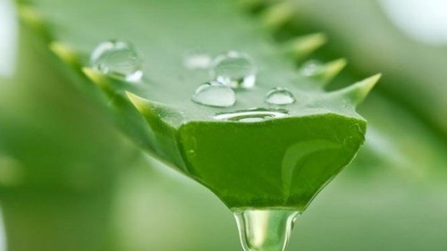 В доме, где кто-то болеет обязательно должно быть алоэ!