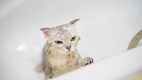 Мне не по фену: 7 вещей, за которые ваша кошка обиделась на вас