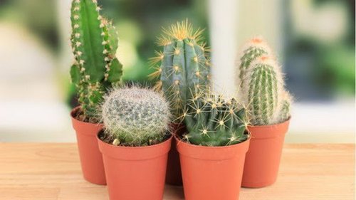 Можно ли держать кактус в квартире? Вот что на эту тему говорит фэн-шуй