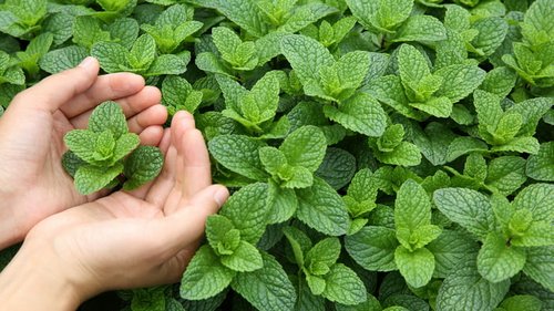 О каких необычных лайфхаках с мятой мало кто знает