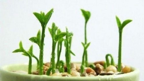 Вот как вырастить лимон в чашке — чтобы дома всегда идеально пахло